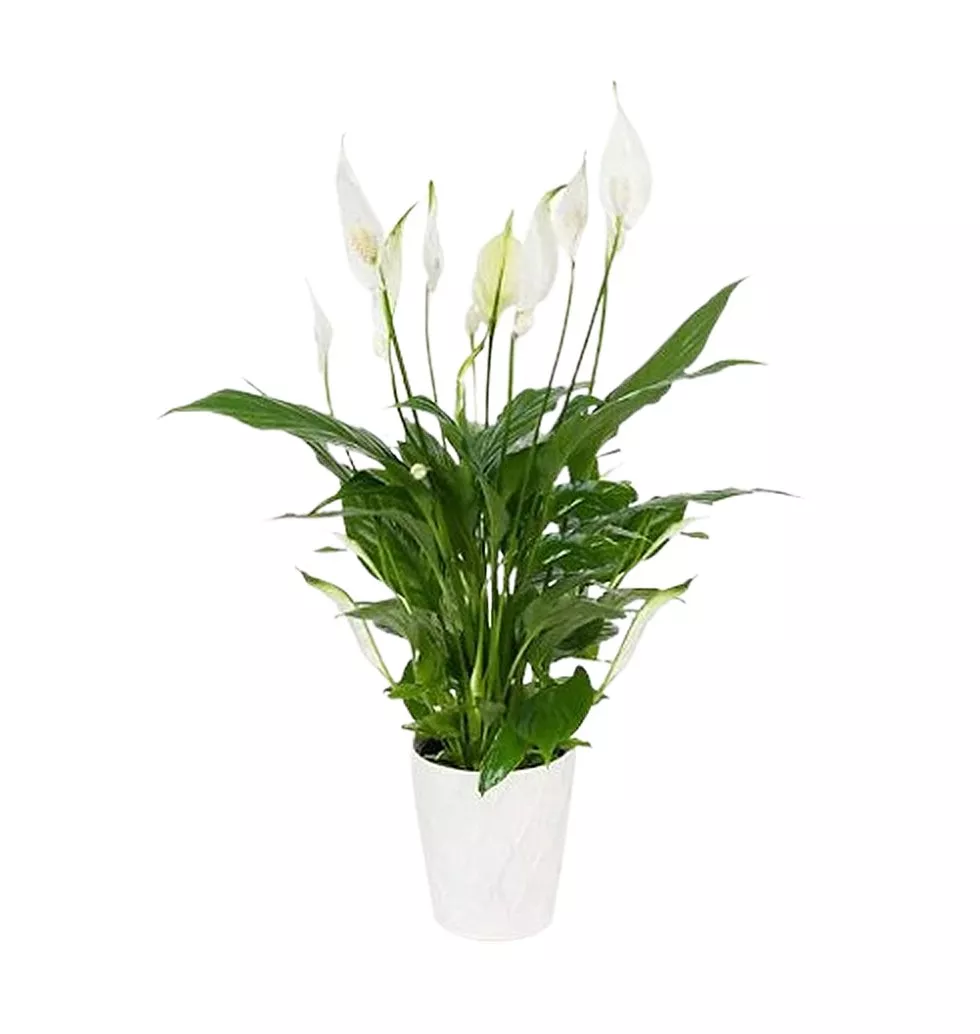 Potted Peace Lily Plant Gift