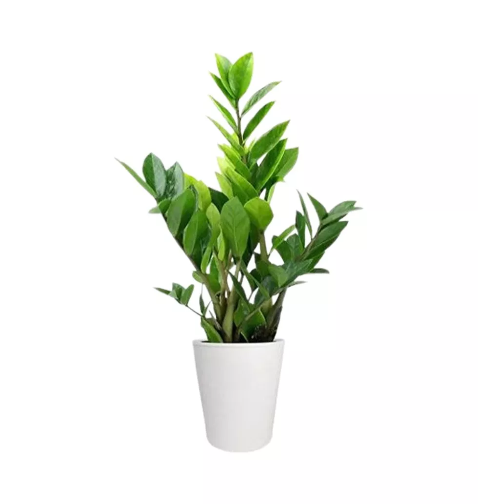 Easy-Care ZZ Houseplant with Pot